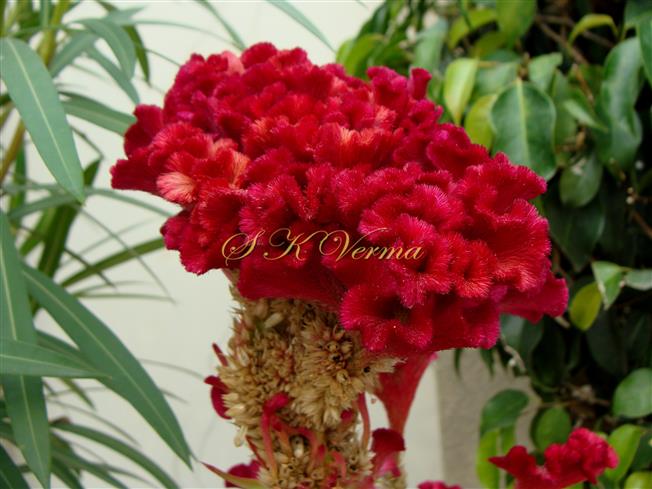 Inflorescence-Sterile part